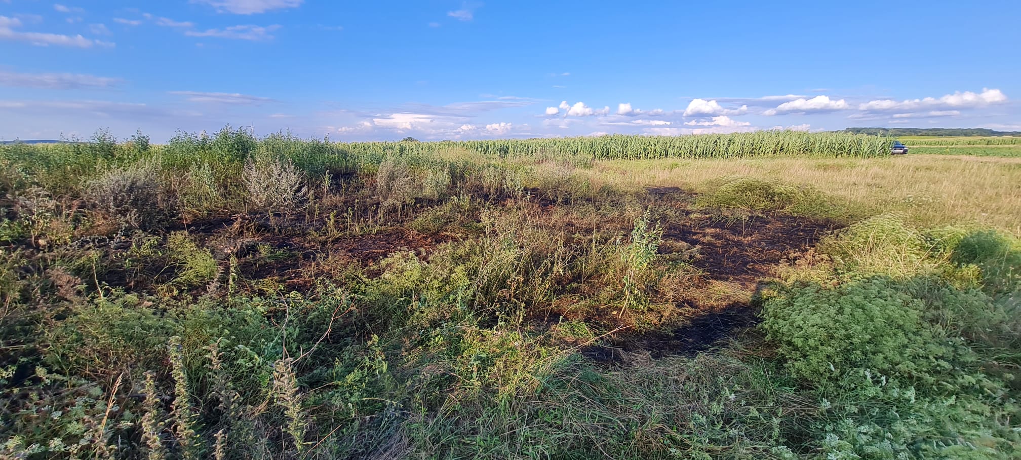 B1 - Vegetation - Flur-24.07.2024 18:29