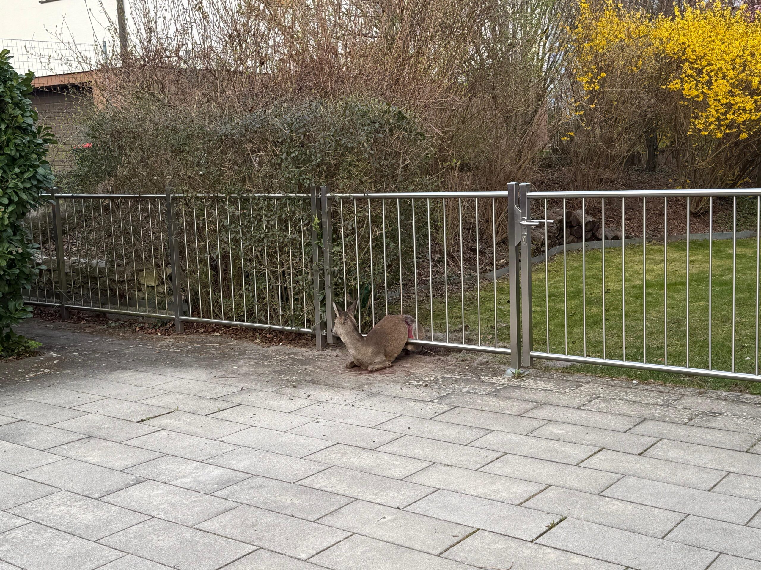 T1 - Tierrettung - Allgemein-04.04.2026 06:55